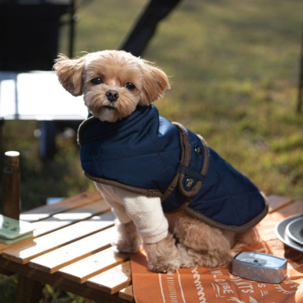 [페티/블로그] 산책용 입히기쉬운 강아지 겨울옷